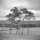 Clonmacnois Trees by Hendrickson Photo